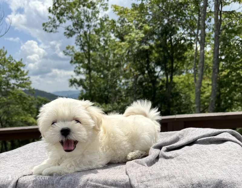 Teddy – Mal Shi puppy for sale in Asheville, NC