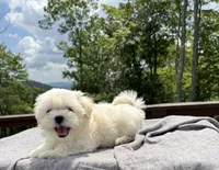 Teddy, a male Mal Shi for sale in Asheville, NC – 1 of 6