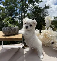 Rosie, a female Maltese for sale in Asheville, NC – 3 of 7