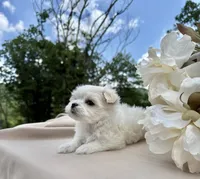 Rosie, a female Maltese for sale in Asheville, NC – 7 of 7