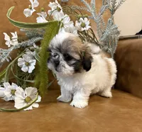 Lucky, a male Mal Shi for sale in Asheville, NC – 4 of 7