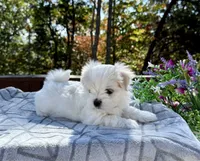 Johnson, a female Maltese for sale in Asheville, NC – 2 of 8