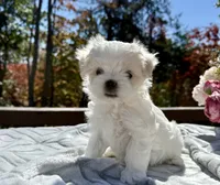 Winston, a male Maltese for sale in Asheville, NC – 8 of 9
