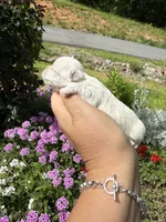  Tia , a female Mal Shi for sale in Asheville, NC – 8 of 10