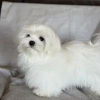 Damon, a male Maltese for sale in Asheville, NC – Photo 7 of 9