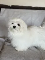 Damon, a male Maltese for sale in Asheville, NC – Photo 7 of 9