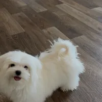 Damon, a male Maltese for sale in Asheville, NC – Photo 5 of 9