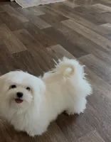 Damon, a male Maltese for sale in Asheville, NC – Photo 5 of 9