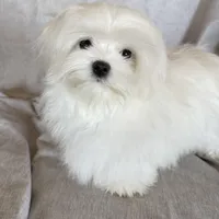 Damon, a male Maltese for sale in Asheville, NC – Photo 1 of 9