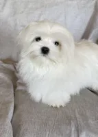 Damon, a male Maltese for sale in Asheville, NC – Photo 1 of 9