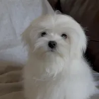 Damon, a male Maltese for sale in Asheville, NC – Photo 2 of 9