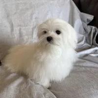 Damon, a male Maltese for sale in Asheville, NC – Photo 6 of 9