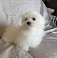 Damon, a male Maltese for sale in Asheville, NC – Photo 6 of 9