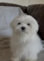 Damon, a male Maltese for sale in Asheville, NC – Photo 3 of 9