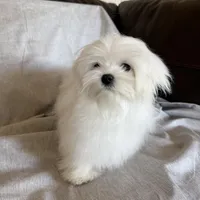 Damon, a male Maltese for sale in Asheville, NC – Photo 9 of 9