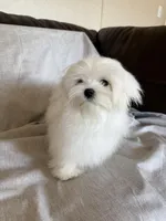 Damon, a male Maltese for sale in Asheville, NC – Photo 9 of 9