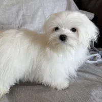 Damon, a male Maltese for sale in Asheville, NC – Photo 8 of 9