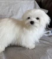 Damon, a male Maltese for sale in Asheville, NC – Photo 8 of 9