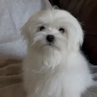 Damon, a male Maltese for sale in Asheville, NC – Photo 4 of 9