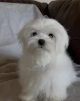 Damon, a male Maltese for sale in Asheville, NC – Photo 4 of 9