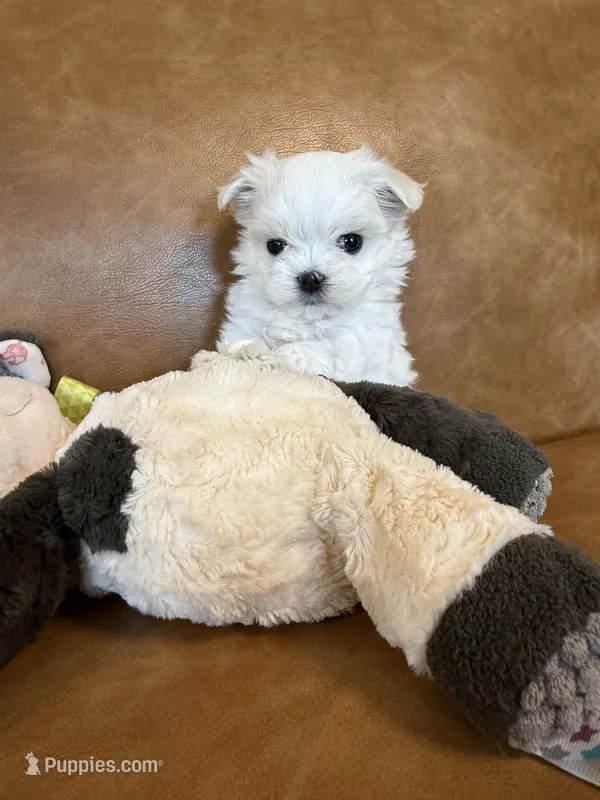 Elvis – Maltese puppy for sale in Asheville, NC