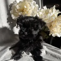 Zoe, a female Yorkshire Terrier and Mal Shi for sale in Asheville, NC – Photo 10 of 10
