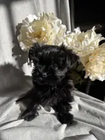 Zoe, a female Yorkshire Terrier and Mal Shi for sale in Asheville, NC – Photo 10 of 10