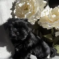 Zoe, a female Yorkshire Terrier and Mal Shi for sale in Asheville, NC – Photo 2 of 10