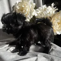 Zoe, a female Yorkshire Terrier and Mal Shi for sale in Asheville, NC – Photo 6 of 10