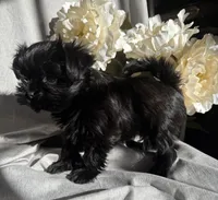 Zoe, a female Yorkshire Terrier and Mal Shi for sale in Asheville, NC – Photo 6 of 10