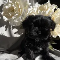 Zoe, a female Yorkshire Terrier and Mal Shi for sale in Asheville, NC – Photo 7 of 10
