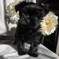 Zoe, a female Yorkshire Terrier and Mal Shi for sale in Asheville, NC – Photo 9 of 10