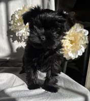 Zoe, a female Yorkshire Terrier and Mal Shi for sale in Asheville, NC – Photo 9 of 10