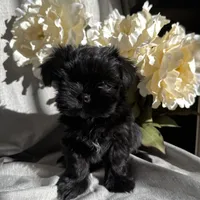 Zoe, a female Yorkshire Terrier and Mal Shi for sale in Asheville, NC – Photo 1 of 10