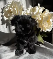 Zoe, a female Yorkshire Terrier and Mal Shi for sale in Asheville, NC – Photo 1 of 10