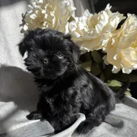 Zoe, a female Yorkshire Terrier and Mal Shi for sale in Asheville, NC – Photo 5 of 10