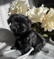 Zoe, a female Yorkshire Terrier and Mal Shi for sale in Asheville, NC – Photo 5 of 10