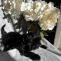 Zoe, a female Yorkshire Terrier and Mal Shi for sale in Asheville, NC – Photo 8 of 10