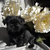 Zoe, a female Yorkshire Terrier and Mal Shi for sale in Asheville, NC – Photo 4 of 10