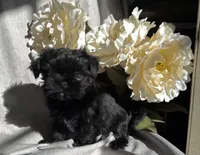 Zoe, a female Yorkshire Terrier and Mal Shi for sale in Asheville, NC – Photo 4 of 10