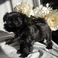 Zoe, a female Yorkshire Terrier and Mal Shi for sale in Asheville, NC – Photo 3 of 10