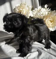 Zoe, a female Yorkshire Terrier and Mal Shi for sale in Asheville, NC – Photo 3 of 10