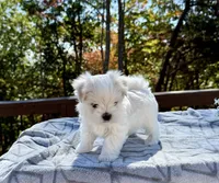 Johnson, a female Maltese for sale in Asheville, NC – 8 of 8