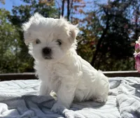 Winston, a male Maltese for sale in Asheville, NC – 9 of 9