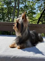 Ace, a male Yorkshire Terrier for sale in Asheville, NC – 5 of 6