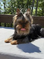 Ace, a male Yorkshire Terrier for sale in Asheville, NC – 4 of 6