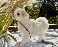 Winston, a male Maltese for sale in Asheville, NC – 2 of 9
