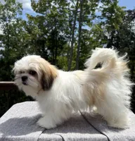 Lucky, a male Mal Shi for sale in Asheville, NC – 3 of 4