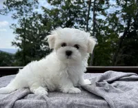 Sunny, a male Mal Shi for sale in Asheville, NC – 2 of 4