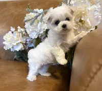 Ivory, a female Maltese for sale in Asheville, NC – 1 of 5